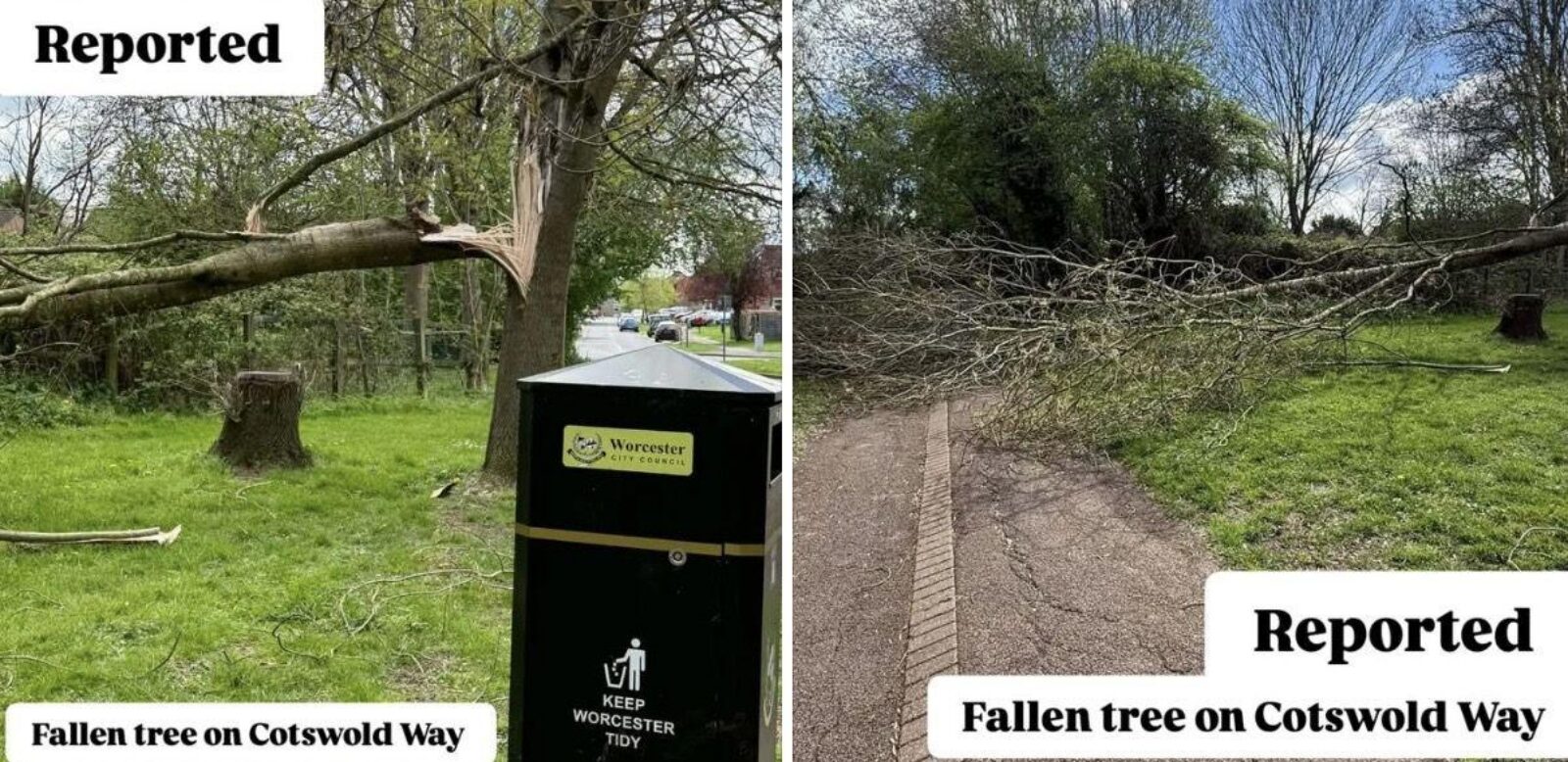Two photos showing a fallen tree on Cotswold Way in Worcester, with branches blocking a footpath and grass verge; the images are labelled ‘Reported’ to show the issue has been raised with the council.